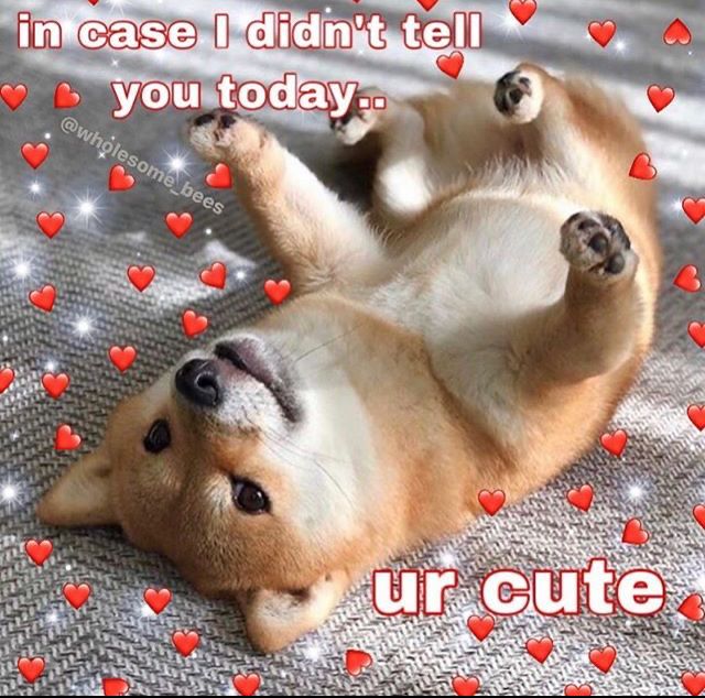 Funny Dog Meme: A Heartfelt Doge Reminder: You're Adorable!