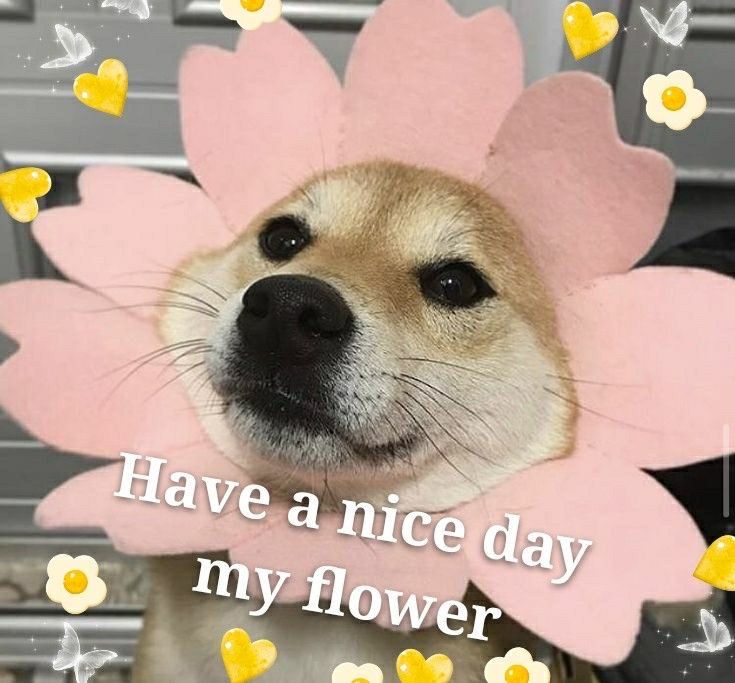 Funny Dog Meme: Cute Doge Send Good Vibes And Flowers