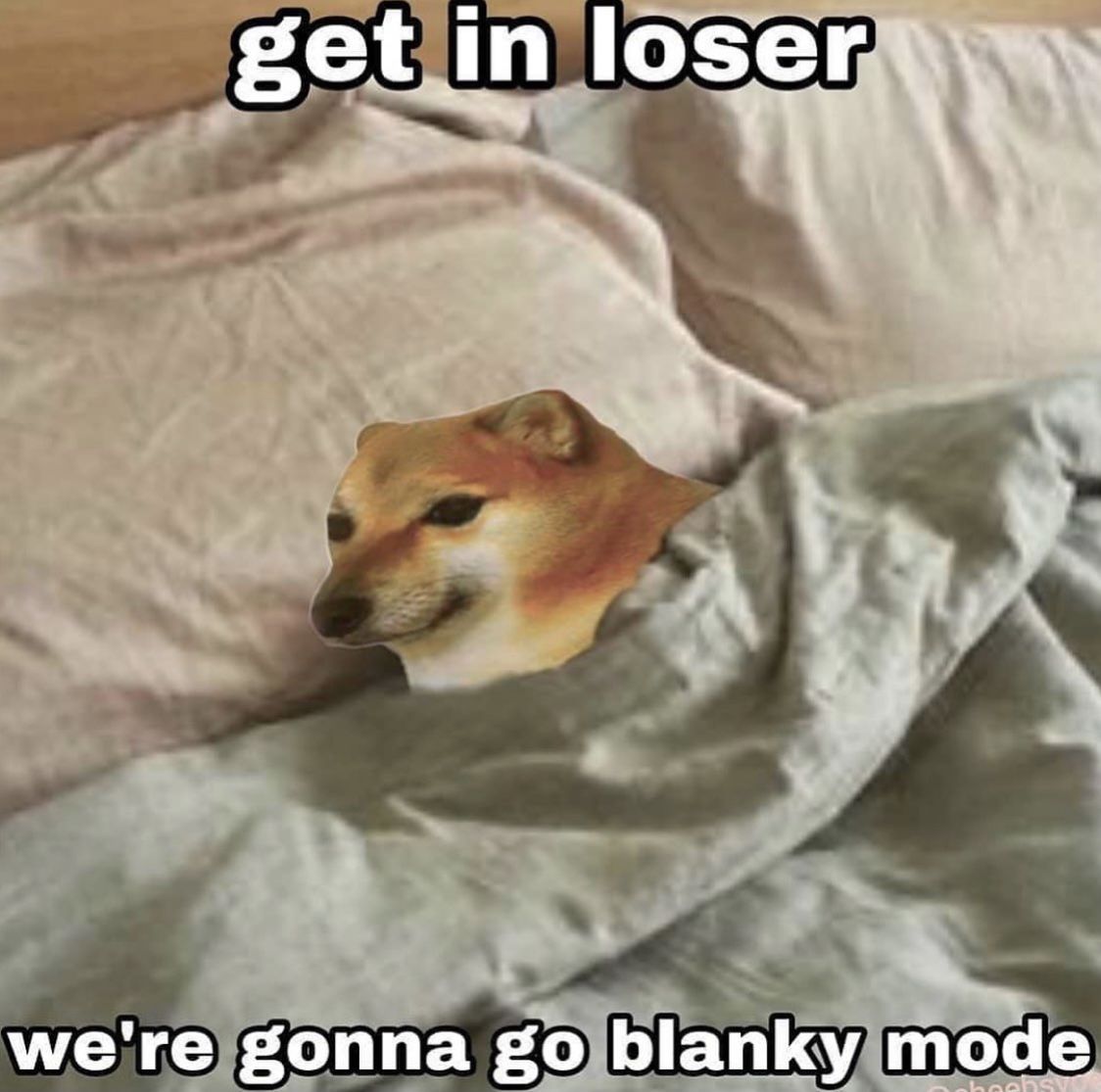 Funny Dog Meme: Doge Gets Cozy