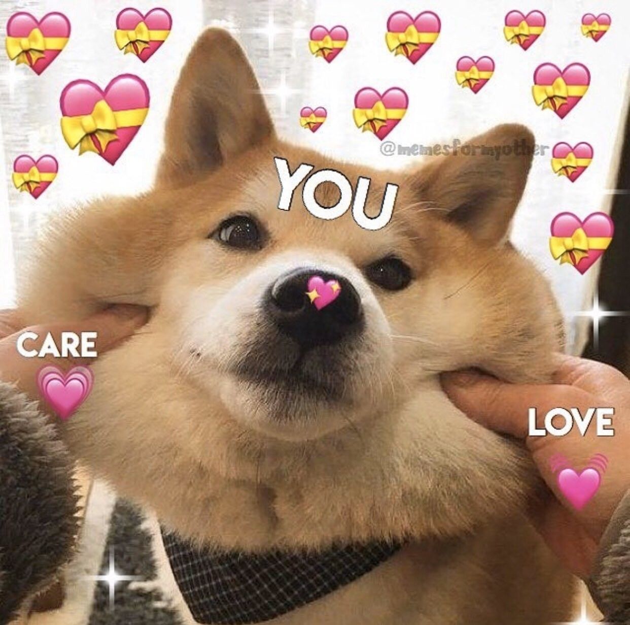 Funny Dog Meme: Doge Full Of Love And Care