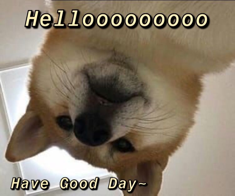 Funny Dog Meme: Doge's Warm Hello, Have Good Day!