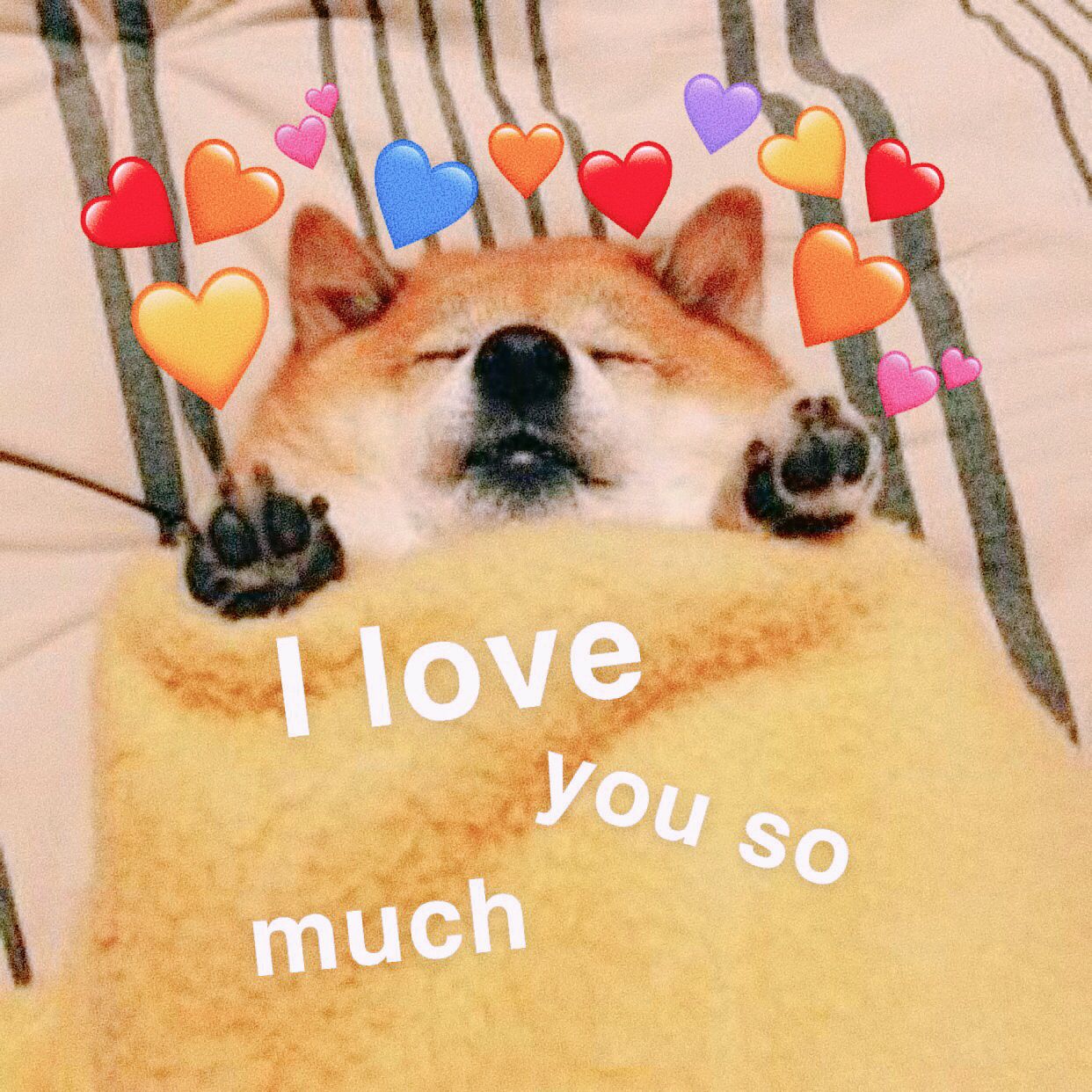 Funny Dog Meme: Snuggly Doge Says 'I Love You So Much!'